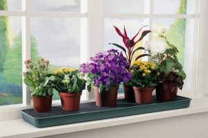 Какие цветы должны стоять в спальне