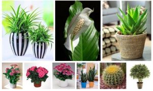 Какие цветы подойдут для спальни