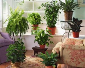 Какие цветы стоит использовать для спальни