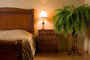 Комнатные растения для спальни