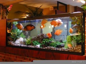 Выбираем красивый аквариум для спальни