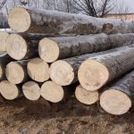 Свойства и качества древесины
