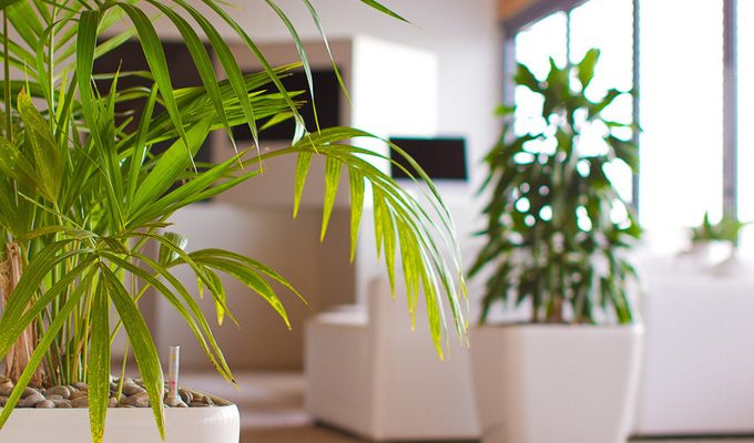 Стоит ли использовать цветы в офисе