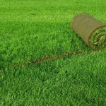 Рулонные газоны: укладка и уход